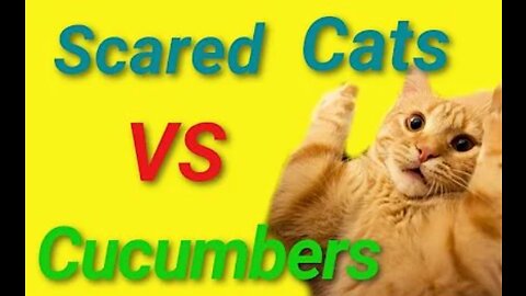 Scared #Cats VS Cucumbers