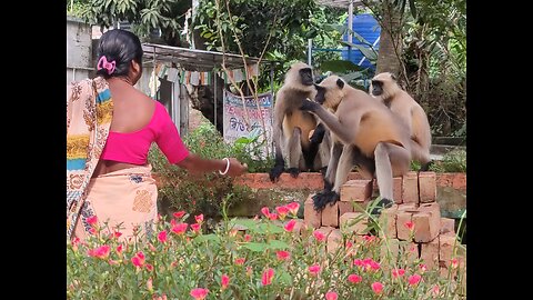 Monkey 🐒 Guest at school 🏫