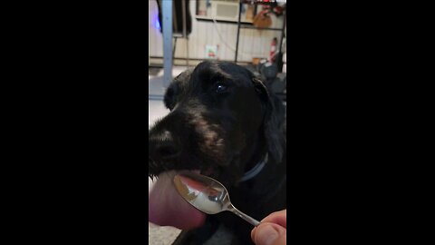 dog friends and peanut butter