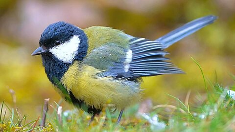 Great Tits Foraging on Grass