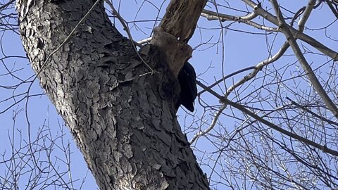 Pileated Wood Pecker peekaboo