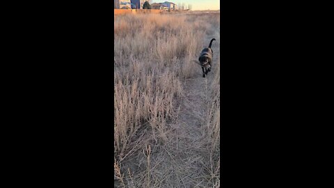 Learning a bit of Pheasant hunting