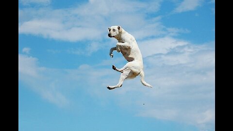 How to stop your dog's jumping Problem