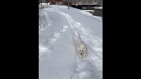 The dog is running through the ice