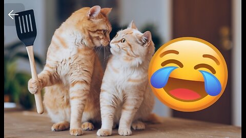 Cat funny moments videos 😂😂😂😂