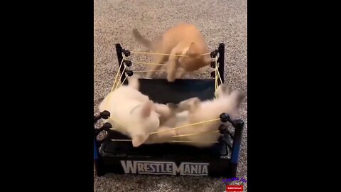 WWE Final Match😂 Amazing 😻 trending video👌