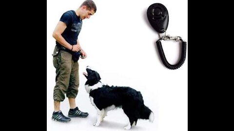 Basic Dog Training TOP 10