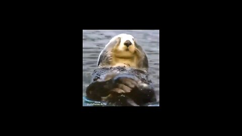 Adorable otter rubbing his eyes #wildlife #Otter #shorts