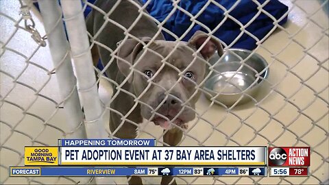 Shelters participating in pet adoption drive on Saturday