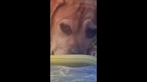 Funny Pet Puggle Compilation