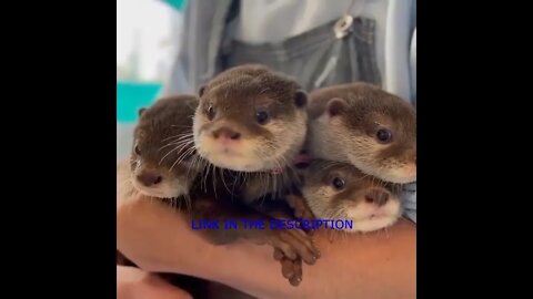 CUTE OTTERS 1 #OTTER #OTTERLOVERS #LINKINTHEDESCRIPTION