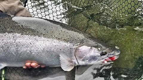 Let's Talk STEELHEAD FISHING! ( Is The Addicted Float Coming?!)