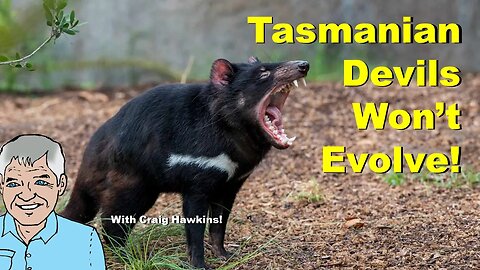 Tasmanian Devils Won't Evolve!