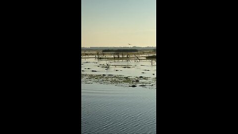 Gm from lake Apopka (Orlando) this morning with a hundred alligators eating 🐊