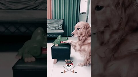 Funny Dog!! Playing kids game. #like #support #cute #shorts #puppylove