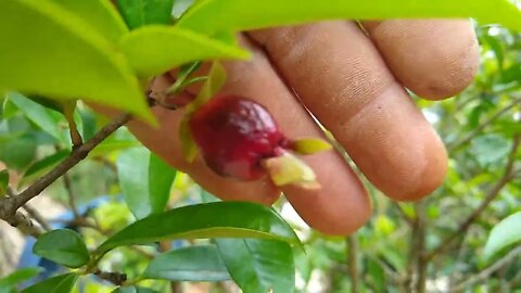 frutíferas produzindo em vaso jabuticaba cereja lichia framboesa grumixima abacate Sapoti calabura