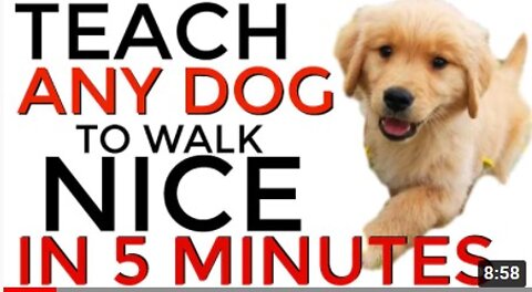 Train ANY dog to walk nice on the leash | 5 MINUTE DOG TRAINING