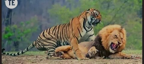 What happens When Men Tiger & Female Lion Mate