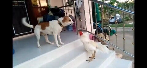 rooster challenge a dog