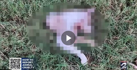 BREAKING: Multiple cats in Houston, TX cut up and mutiIated in recent weeks. No arrests...