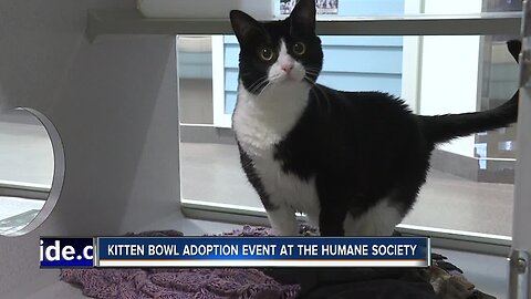 Idaho Humane Society participating in nationwide Kitten Bowl this weekend