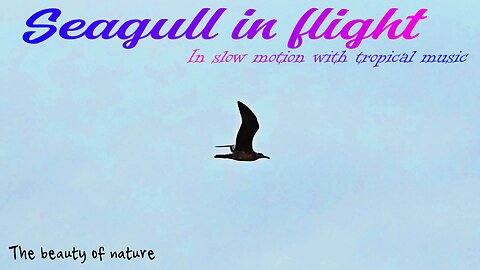 Seagull in flight In slow motion with tropical music / beautiful bird in flight.