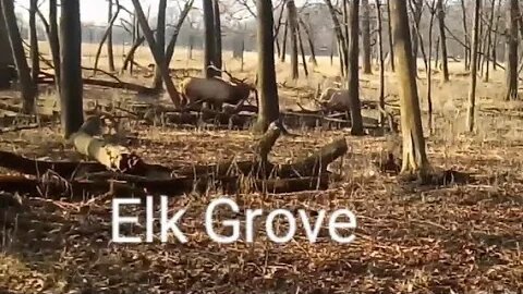 Unscheduled trip to Elk Grove.