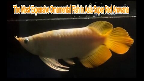 The Most Expensive Ornamental Fish in Asia Super Red Arowana