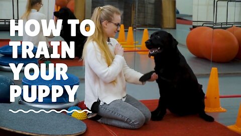 🐕 Basic Dog Training - Doggy Dans Online Dog Trainer