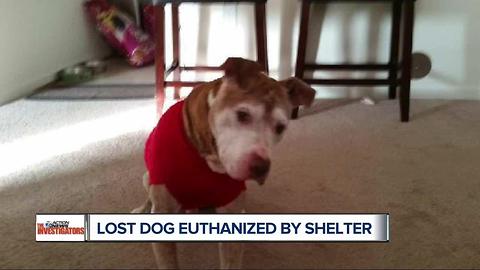 Lost dog euthanized by shelter