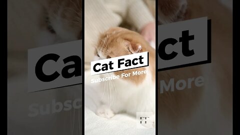 Cat Facts - You Need To Know 😸😹😺😻😼😽 #cats #catfancy #catlover #catvideos #catsoftiktok