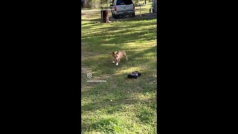 Corky the Corgi car chase!