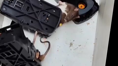 Rat method of catching