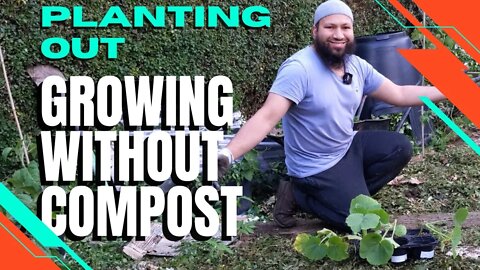 Planting Out and Mulching Your Garden Without Compost