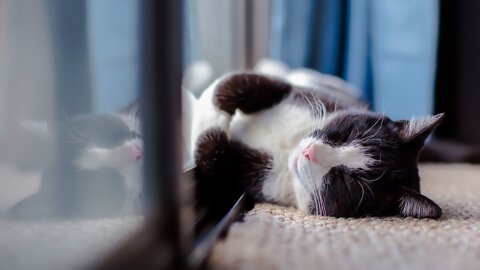 Relaxing Cat Music Improves Behavior Frontiers Eportal