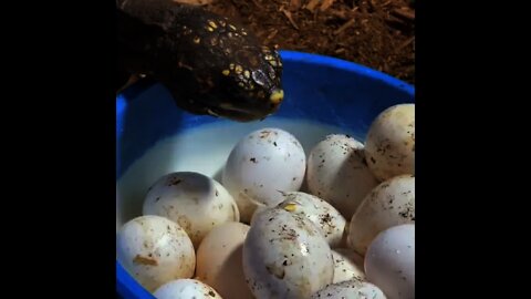 Reptiles eating Egg 🥚 | #Shorts #Animals #Reptiles