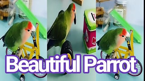 Parrot birds So Beautiful video