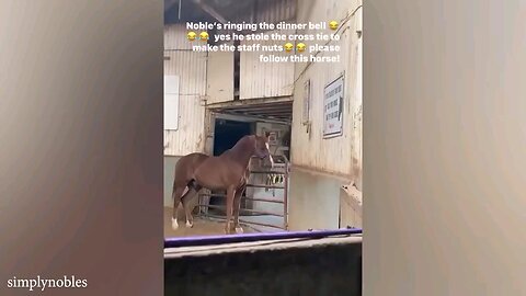 the best funny horse 🐎 video 🐎🤣🤣