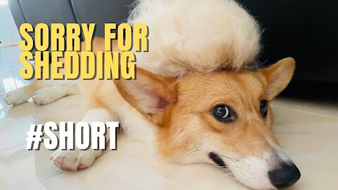 Shinji The Corgi- Sorry for Shedding TikTok #short