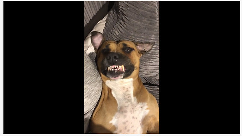 Sleepy Dog Shines A Toothy Smile When Woken Up