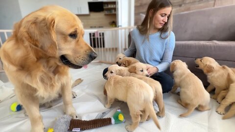 Inexperienced Dog Dad Learns To Parent His Puppies