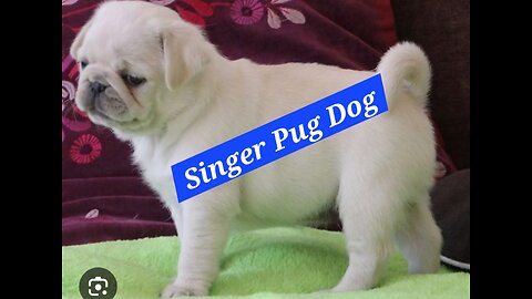 Pug-fect Pitch! Rare Video of a Singing Pug Dog Will Leave You Paw-sitively Amazed!