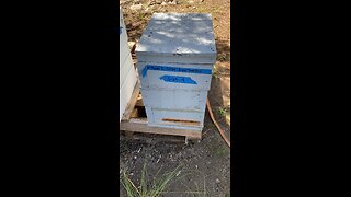 Newest apiary, post transfers and inspections.