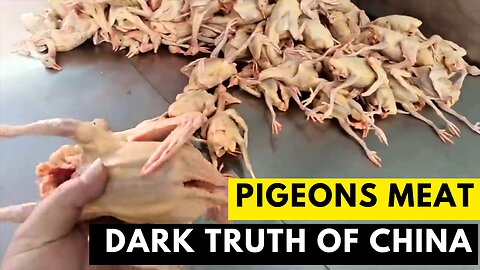 Pigeons Meat Harvesting in China