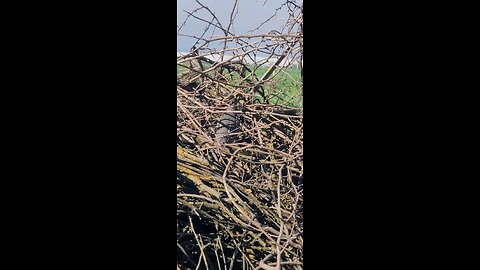 A Quail chirping (California state bird)