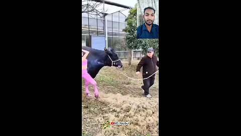 funny video|Entertainment 😅😅😅 #viral