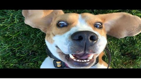 Try Not To Laugh Dogs And Cats 😁 - Best Funniest Animals Video 2023 #2