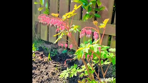 Dicentra, bleeding hearts