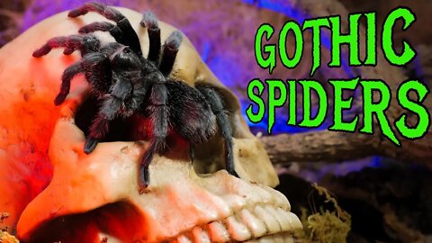 Top 5 BLACK Tarantulas - GOTH SPIDERS!