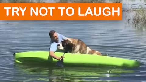 Try Not To Laugh At This Funny Dog Video Compilation